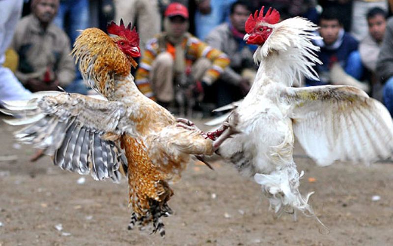 Bỏ túi bí quyết chơi đá gà